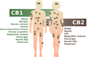 İnsan vücudunda CB1 ve CB2 reseptörleri bulunan endokannabinoid sistem